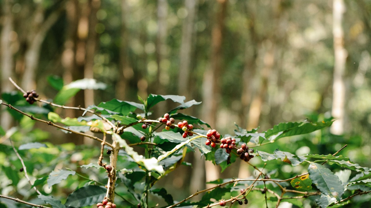 Tips Berkunjung ke Agrowisata Kopi Danau Diatas