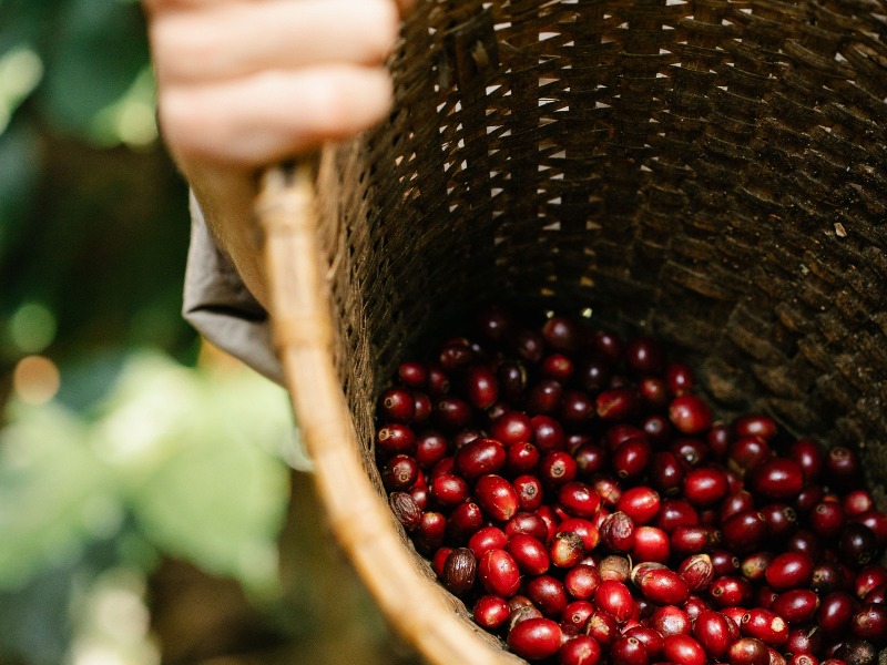 Gayo